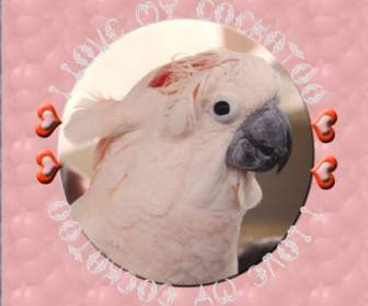 I Love My Cockatoo