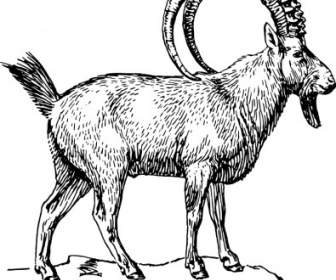 Ibex