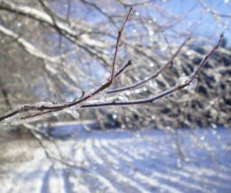 樹枝上的冰