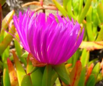 ice plant flower red