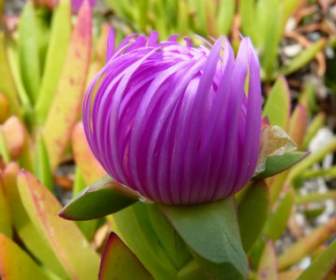 ice plant flower red