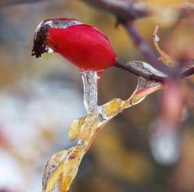 Icicles On A Wild Rose