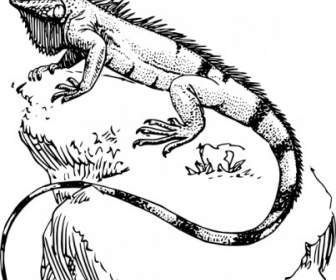 Clipart Iguane
