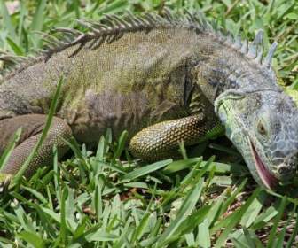 Iguana Makan