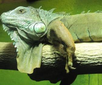 Leguan Echse Reptil