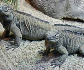 Iguanas Reptile Nature