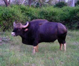 Indien-Büffel-Tier