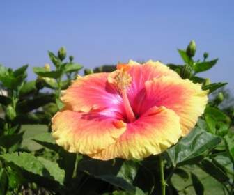 Kolorowy Kwiat Indii