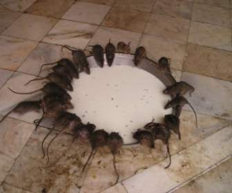 Indien-Ratte-Tempel-Ratte