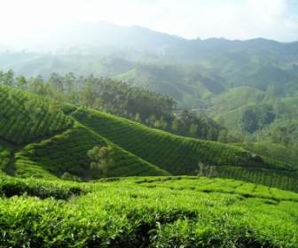مزارع الشاي في الهند المحملة