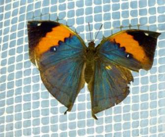 インドの Blattschmetterling Kallima イナコス蝶