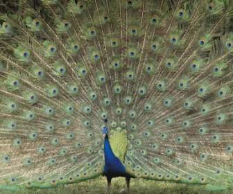 Paon Indien Fond D'écran Animaux Oiseaux