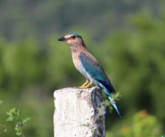 Indian Roller Bird Perched