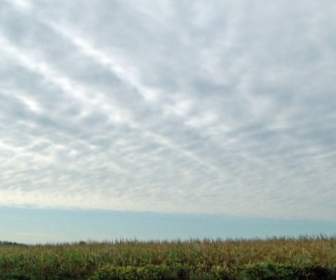 インディアナ州のトウモロコシ畑と空
