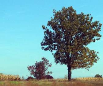 インディアナ州の木と畑