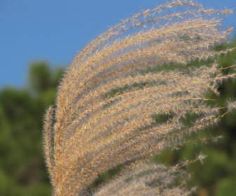 Miscanthus Inflorescence Prise
