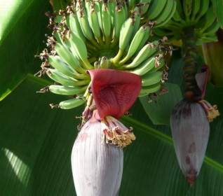 إينفلوريسسينسيس الموز أشجار الموز