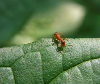昆虫蚂蚁动物