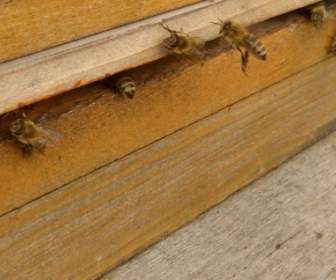 昆蟲蜜蜂蜜蜂