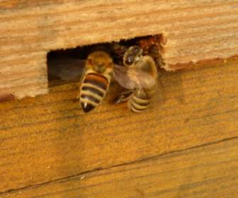 insect bees apis mellifera
