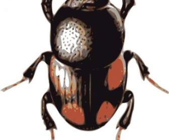 Clip Art De Insectos Escarabajo
