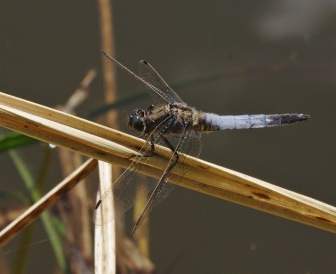 Insect Dragonfly Great Blaupfeil