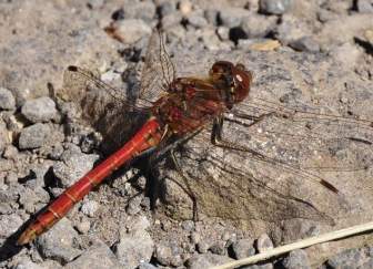 Dragonfly Serangga Capung Merah