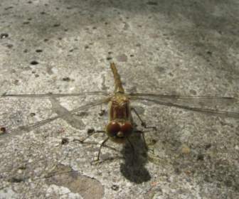 insect nature dragonfly