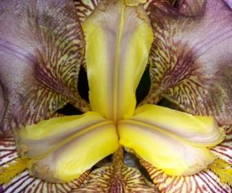 Inside An Iris