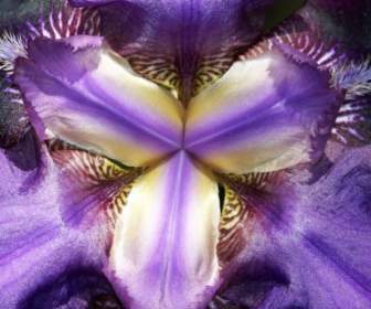 Innerhalb Einer Iris