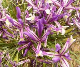 Fiore Di Iris Blu