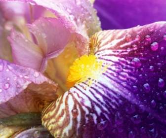 Iris Cerrar Naturaleza De Flores De Papel Tapiz