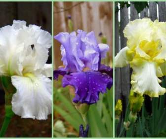 Iris Collage