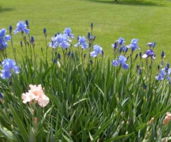 Flores De Iris