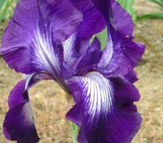 iris purple iris flower