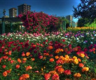 Istanbul-Landschaft-Blumen