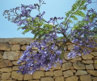 Jacarnda дерево цвести
