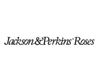 Jackson Perkins Roses