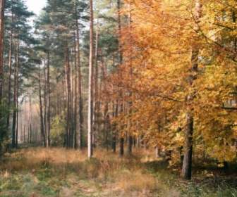 Janowskie Foreste