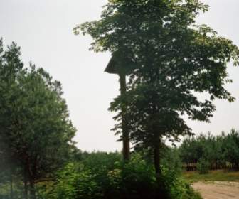 Hêtre De Forêts Janowskie