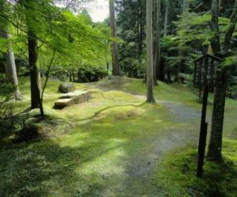 japan landscape forest