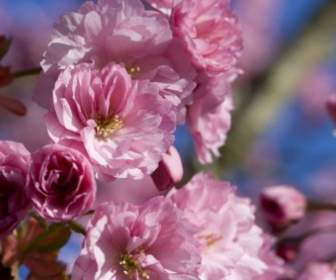 Fleurs De Cerisier Japonais