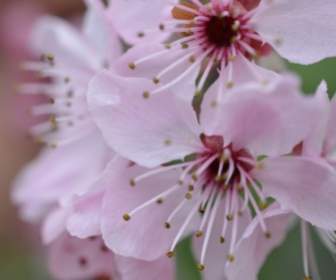 Flor De Primavera Da Flor De Cerejeira Japonesa