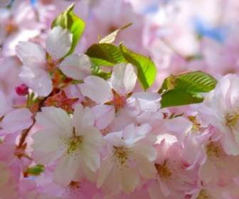 Japanese Cherry Trees Flower Cherry Blossom