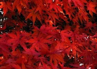日本のカエデ赤の日本のカエデの葉