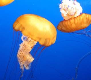 Jellyfish Blue Marine
