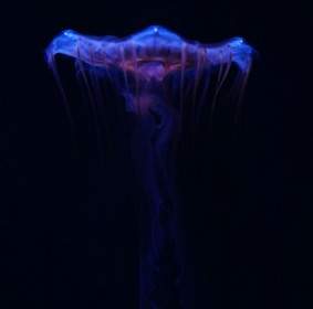Jellyfish In Dark