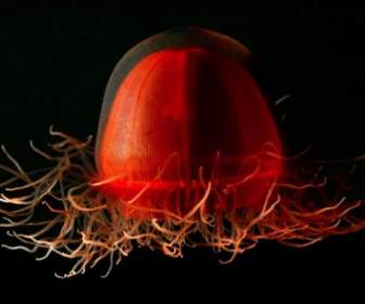 Jellyfish Life Red