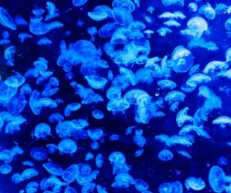 Jellyfish Pattern