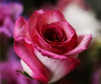 Róża Jolene